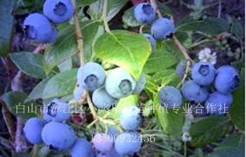 北陆蓝莓